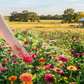Bubbles and Blooms: A Premium Floral Design Workshop